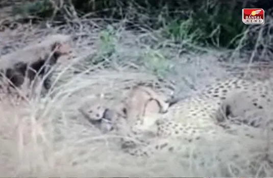 Cheetah Death: कूनो नेशनल पार्क में क्यों हुई दो और चीता शावकों की मौत! क्या है वजह?
