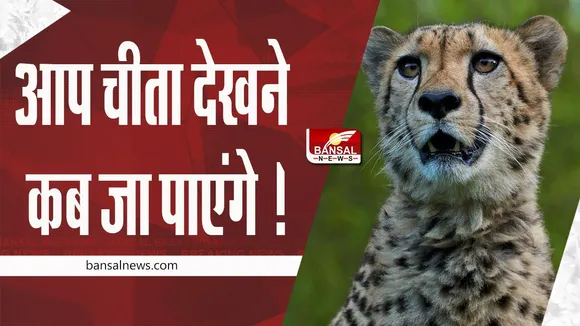 Cheetah News: पुरस्कार में मिल सकता है कूनो जाने का मौका !