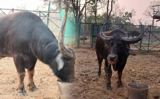 Chhattisgarh News: असम की दो भैंसों ने खाए 17 लाख, लोगों ने वन विभाग से पूछा ये सवाल, जानकर हैरान रह जाएंगे आप