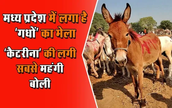 मध्‍य प्रदेश में यहां लगा है ‘गधों’ का मेला, ‘कैटरीना’ की लगी सबसे महंगी बोली