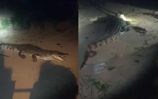 CG News: शिवपुर गांव में घुसा 10 फीट का मगरमच्छ, नाती को बचाने के प्रयास में बुजुर्ग घायल