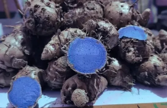 Black Turmeric Benefits: डायबिटीज के मरीजों के लिए फायदेमंद हैं काली हल्दी, जानिए इसके और भी लाभ