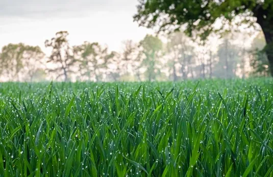 Graas in Rain: कैसे खाली जमीन पर उग जाती हैं हरी घास ? जानिए इसका वैज्ञानिक कारण