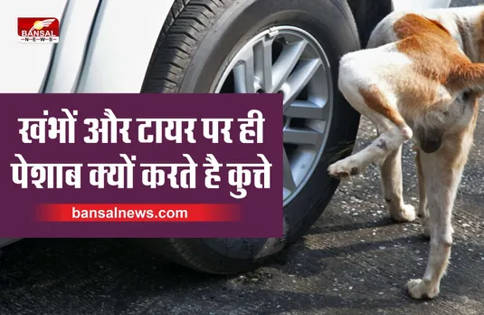 Dogs Peeing : खंभे और टायर पर ही पेशाब क्यों करते है कुत्ते? जानिए खास वजह