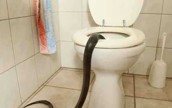 Chhattisgarh News: घर के अंदर रखे कमोड से निकला कोबरा, देख कर उड़े परिवार वाले के होश