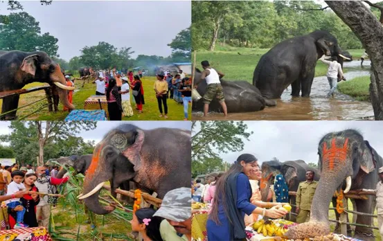 MP News: बांधवगढ़ टाइगर रिजर्व में 7 दिवसीय हाथी महोत्सव शुरू, जिलेभर के लोग होंगे शामिल, हाथियों की होगी खातिरदारी