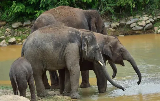 Chhattisgarh News: हाथियों के आने की पूर्व सूचना देगा वन विभाग, दो मोबाइल एप तैयार, अधिकारियों को मिला प्रशिक्षण