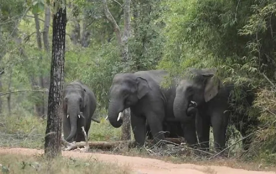 Chhattisgarh News: मरवाही वन मंडल में जंगली हाथियों ने मचाया उत्पात, किसानों की फसलों नष्ट