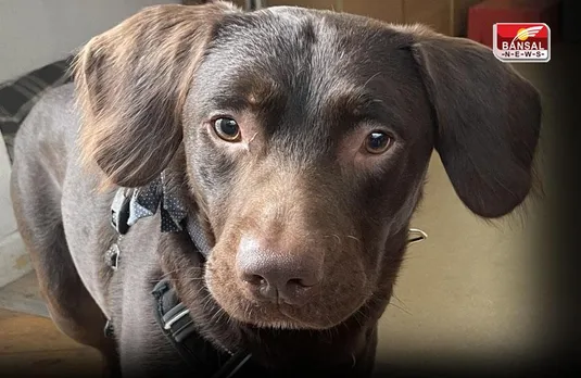 First Alcoholic Dog: शराबी कुत्ता कर रहा सुधरने की कोशिश, ये है अल्कोहलिक लैब्राडोर डॉग कोको