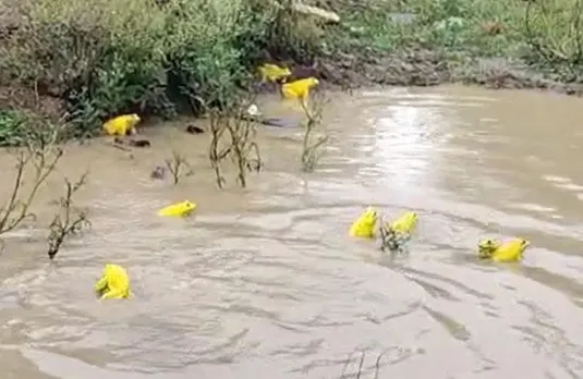 Frogs: यहां जमीन से निकल रहे पीले रंग के मेंढक, क्या आपने देखे?