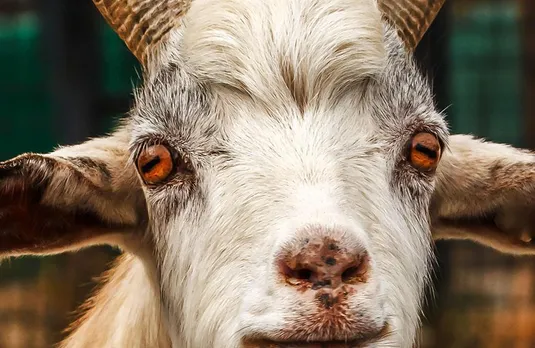Goat Eye Killed Person: बकरे की आंख ने ली इंसान की जान, डॉक्टर ने लोगों को दी यह सलाह