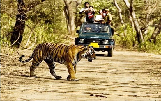 MP News: पर्यटकों के लिए अच्छी खबर, आज से खुले सतपुड़ा समेत प्रदेश के सभी टाइगर रिजर्व