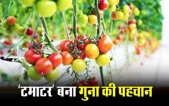 MP News: गुना की पहचान बन रहा टमाटर, भोपाल और इंदौर त‍क हो रही सप्‍लाई