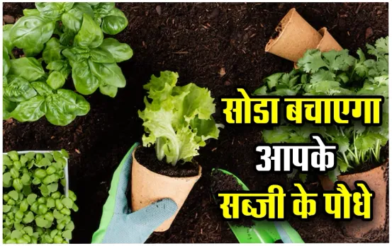 Hacks to Save Vegetable Plants: गर्मियों में हरे-भरे रहेंगे आपके सब्जियों के पौधे, बस करने होंगे ये 5 काम