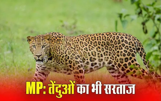 Highest Leopards in MP: चार साल में इतने बढ़ गए लेपर्ड, प्रदेश का टाइगर स्टेट के साथ तेंदुआ स्टेट भी दर्जा बरकरार