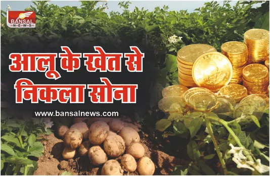 खेत से आलू तो नहीं निकले लेकिन सोना जरूर निकल रहा है, पढ़िये पूरी खबर