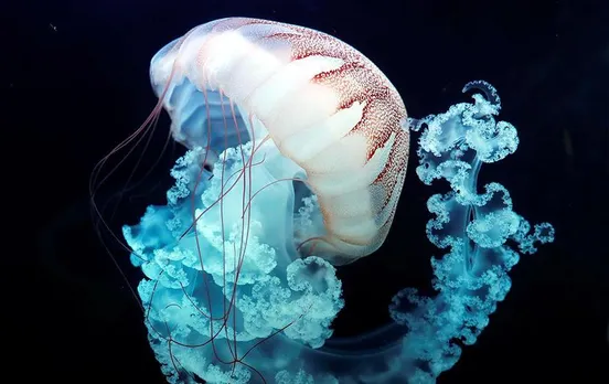 Mumbai News: मुंबई में जुहू बीच पर जेलीफिश ने किया हमला, छह लोग घायल