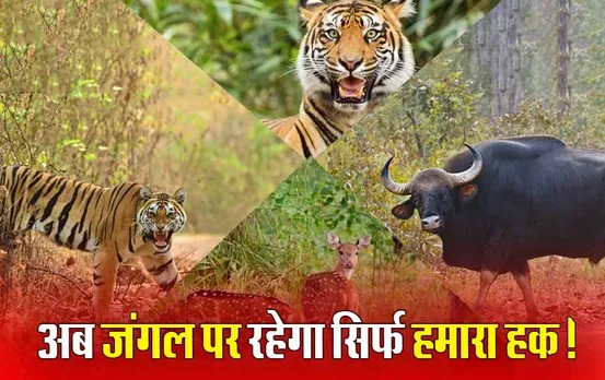 Jungle in India: कोई नहीं छीन पाएगा जंगली जानवरों का घर, अब जंगल जैसा दिखने वाला हर एरिया फॉरेस्ट होगा घोषित
