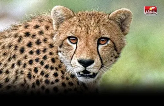 Kuno National Park: कूनो नेशनल पार्क में चीता तेजस की कैसे हुई मौत? पोस्टमार्टम रिपोर्ट में सामने आई चौंकाने वाली वजह