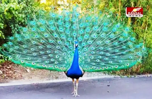 Katni News: राष्ट्रीय पक्षी मोर से बर्बरता करने वाला आरोपी चंदौली नेशनल पार्क से गिरफ्तार, काट रहा था फरारी