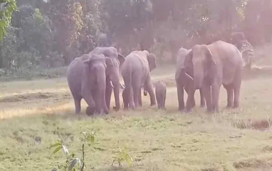 Chhattisgarh News: हाथियों के समूह ने बेबी एलीफेंट को दी सुरक्षा, तस्वीरें सोशल मीडिया पर वायरल