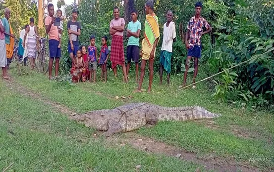 Chhattisgarh News: कोरबा के इस गांव में दिखा 12 फीट लंबा मगरमच्छ, देखने के लिए लोगों का उमड़ा हुजूम