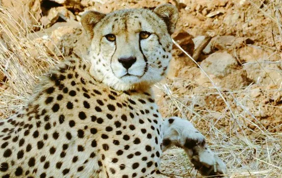 Kuno Cheetah Big News: केंद्रीय मंत्री ने कहा- कूनो में ही रहेंगे चीते, दक्षिण अफ्रीकी विशेषज्ञ ने जताई यह संभावना