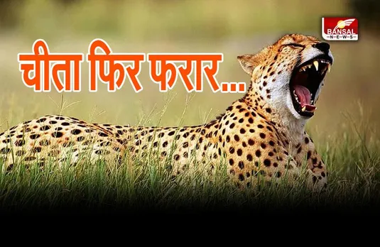 Kuno National Park : कूनो नेशनल पार्क से फिर फरार हुआ चीता 