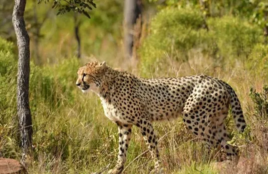 Kuno National Park: प्रभास-पावक ने पकड़ी रफ्तार! दक्षिण अफ्रीका से लाए गए दो और चीतों को छोड़ा KNP में, अब हुए इतने