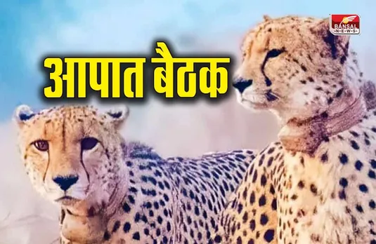 Kuno National Park: प्रोजेक्ट चीता पर फिर मंथन शुरू; वन विभाग के अधिकारियों की आपात बैठक