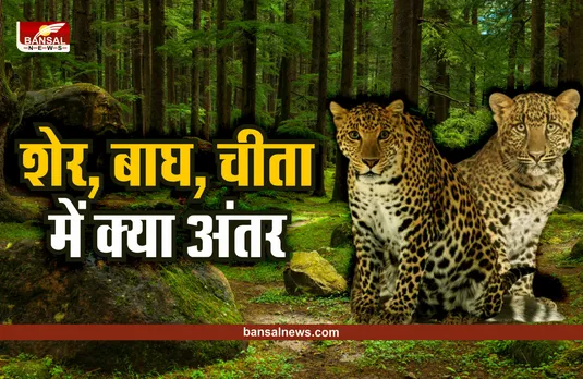 Leopard vs Cheetah: चीता और बाघ दिखते एक जैसे, लेकिन दोनों में हैं बड़ा अंतर, जानिए