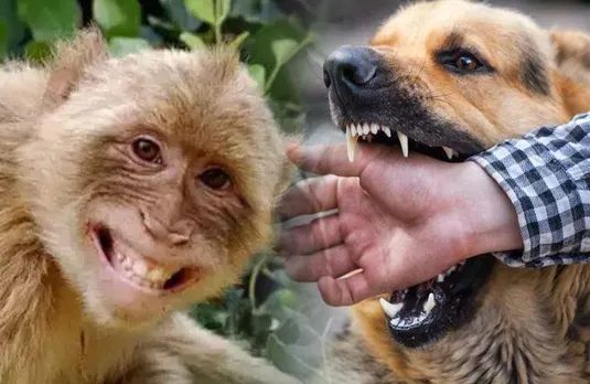 40 से ज्यादा ग्रामीणों पर कुत्तों-बंदरों ने किया हमला, ग्रामीणों में फैली दहशत