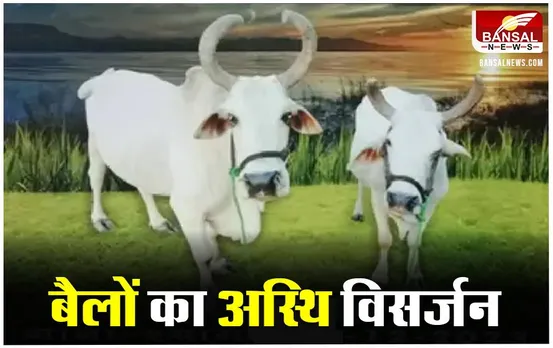 Soron News: किसान भाईयों ने किया अपने बैलों का पिंडदान, आयोजित होगी तेहरवीं