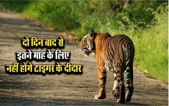 MP News: मात्र दो दिन में घूम लें जंगल सफारी, 1 जुलाई से इतने महीने के लिए बंद हो जाएंगे MP के टाइगर रिजर्व