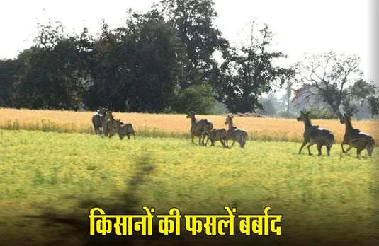 MP News: बदनावर में खेतों में घूम रहा नील गायों का झुंड, फसलें बर्बाद; किसानों ने SDM को सौंपा ज्ञापन