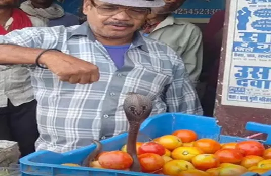 Nagin: टमाटर की कैरेट में निकली कोबरा प्रजाति की नागिन, इसके डंसने से 3-4 मिनट में ही हो जाती है मौत