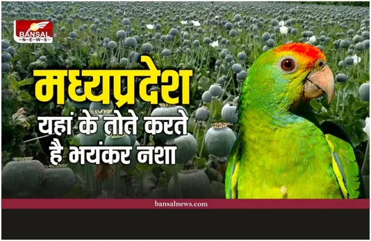 Mandsaur Opium Farming : मध्यप्रदेश का वो शहर जहां के जानवर करते है नशा, किसान परेशान