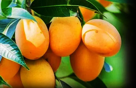 Wonder Mango Tree: एक आम के पेड़ में 10 वैरायटी, दूर-दूर से देखने पहुंच रहे लोग