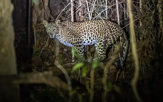 Chhindwara News: वानिकी अनुसंधान केन्द्र परिसर के पास दिखा तेंदुआ, तलाश में जुटी वनमंडल की टीम