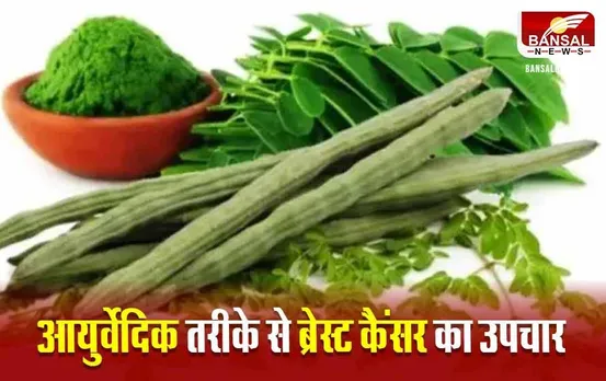 MP News: मुनगा की फली और पत्तियों से बनी दवाई ने ब्रेस्ट कैंसर सेल्स बढ़ने से रोकी, रिसर्च ने बढ़ाई उम्मीद