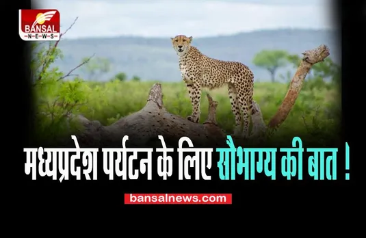 MP Kuno National Park: अफ्रीकन चीतों के आने से पर्यटन में आएगी बहार, बढ़ेगें रोजगार के बेहतरीन अवसर