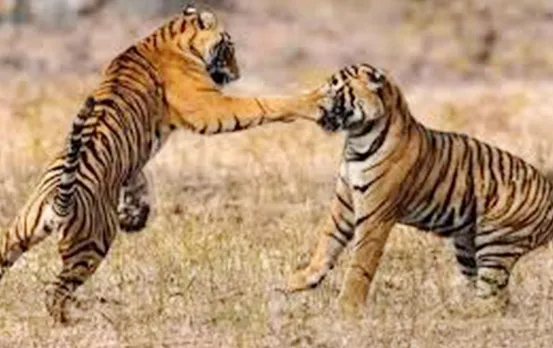 Dudhwa Tiger Reserve: दुधवा टाइगर रिजर्व क्षेत्र में बाघों की बढ़ी आबादी, जानें आंकड़े