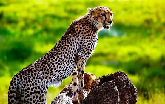 MP News: सागर जिले के इस अभयारण्य में आ सकते हैं चीते, NTCA ने बताया उपयोगी