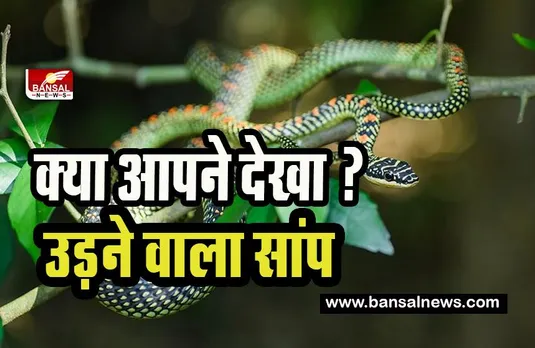 Flying Snake :   आखिर पक्षियों की तरह हवा में कैसे उड़ते है ये सांप ?  क्या आपने सोचा है देखिए और जानें इस खबर में