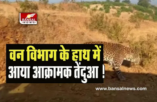 Nasik Leopard Attack Big Breaking: वन विभाग के हाथ में आया आक्रामक तेंदुआ ! 6 साल के लड़के की हुई थी मौत