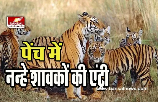 MP Pench Tiger Reserve :  बाघिन टी-4 ने दिया चार शावकों को जन्म ! अब तक 20 शावकों को दिया जन्म