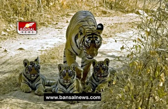 Maharashtra Gondia Tigress Birth: बाघिन ने चार शावकों को दिया जन्म, जल्द छोड़े जाएगे एनएनटीआर में