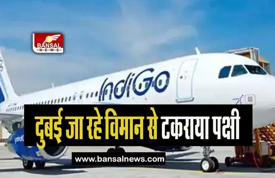 Indigo Plane Big Breaking: दुबई जा रहे विमान से टकराया पक्षी, रद्द करनी पड़ी उड़ान