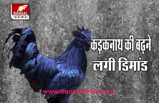 MP Kadaknath Cock News Update:  2.5 लाख के वार्षिक स्तर पर पहुंची चूजों की पैदावार, जानें इसके बारे में
