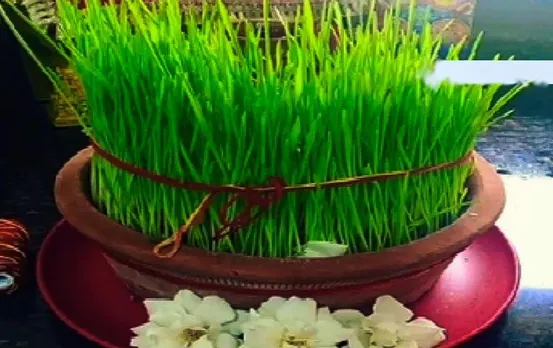 Shardiya Navratri 2023: नवरात्रि में क्‍यों बोए जाते हैं जवारे? जानिए कैसे करें शुभ संकेतों की पहचान